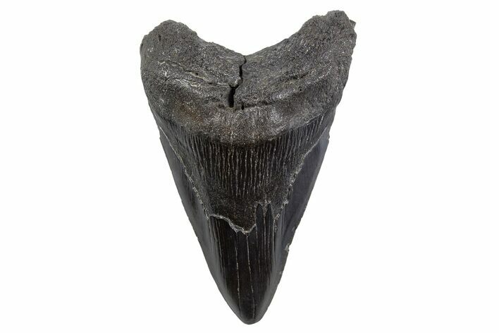 Fossil Megalodon Tooth - South Carolina #306301